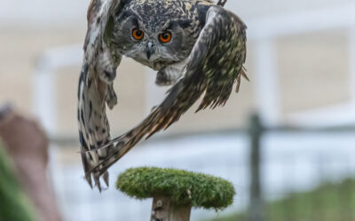 Luna, nuestra búho real: misterio, belleza y vida nocturna en Vistas Reales